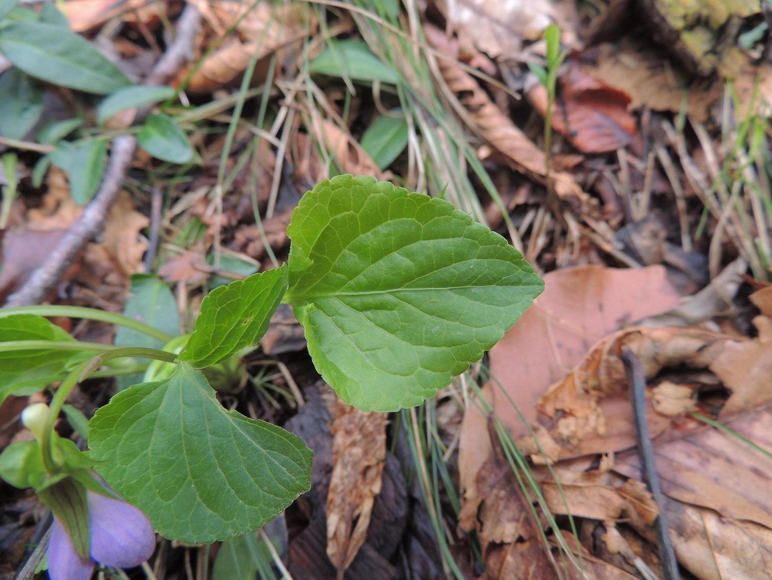 Viola mirabilis/viola mirabile